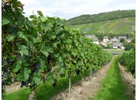Logo_mosel_riesling_grapes