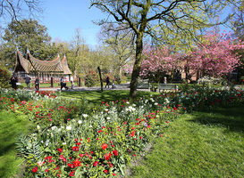 Normal_artis_in_bloei._foto_artis__ronald_van_weeren