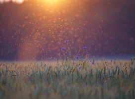 Wereldwijde afname biodiversiteit vormt gevaar voor voedselvoorziening