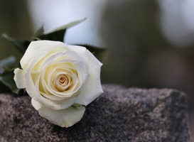 Horecaondernemer Albert Blok uit Oude Pekela overleden