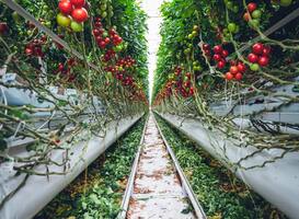 Vertical farming: het gekweekte voedsel van de toekomst