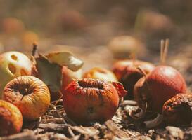 Horeca verantwoordelijk voor 14 procent van voedselverspilling