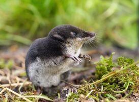 Normal_european-water-shrew-in-natural-habitat-2021-08-26-16-38-08-utc__1_
