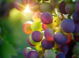 Normal_grapes-g6e99958ea_1920