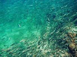 Normal_fish-and-coral-in-the-sea-2022-12-31-05-25-20-utc__1_