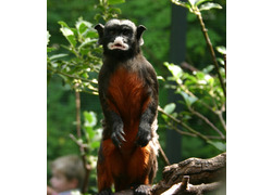 Logo_roodbuiktamarin