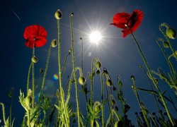 Normal_14040533430065_1