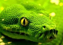 Normal_slang_groen_close-up