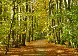 Normal_mooi_weer_herfst_bos