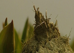 Normal_bloembollen_spruiten_lente_koud