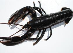 Normal_oosterscheldekreeft